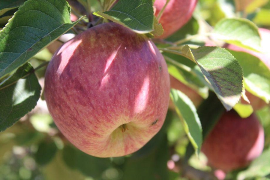 0 Bedroom Property for Sale in Haarlem Western Cape